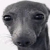 sniffystinker