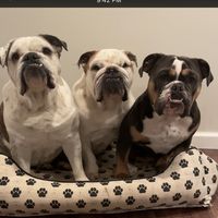 nybulldogsisters