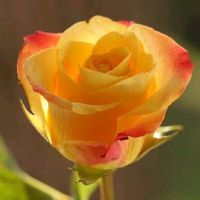 charlottebertre03jocy
