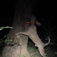 coonhounds69