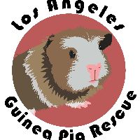 saskia.laguineapigrescue