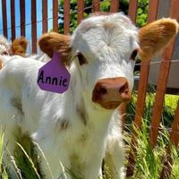 hilltophighlandscattleco