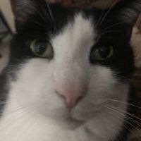 djpeacecat