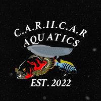 car2car_aquatics