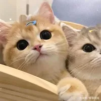 original sound - cutepets.show