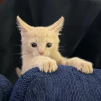 original sound - organicnaturechannel