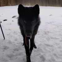 ashandpups