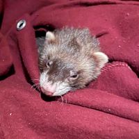 coco.the.fiesty.ferret