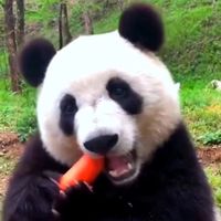 pandas261