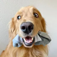 original sound - goldenbiscuit.tx