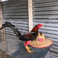 hablandosobregallos_