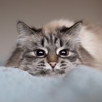june.thekitty