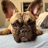 tj.french_