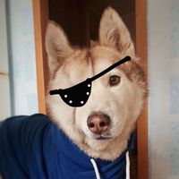 pirate_joe
