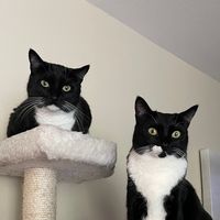 remymillietuxies
