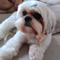 bidu_miranda