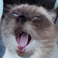 original sound - koko_kotik