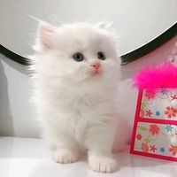 catmina35