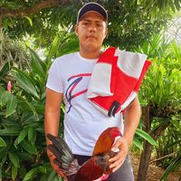 omar.roosters