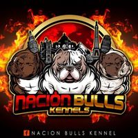 nacionbullskennel