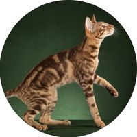 оригинальный звук