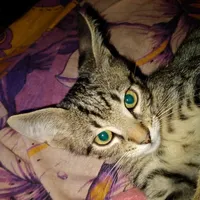 original sound - cat_cheburator_official