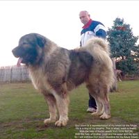 original sound - Jozo Dogs