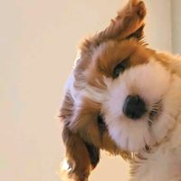jack.thehavanese
