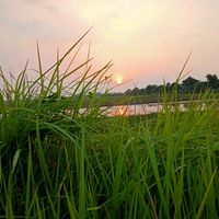 suara asli - mas sebrow