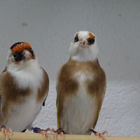 antwerpvogels