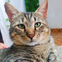 hercules_gatito_feliz