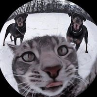 silver springs by fleetwood mac