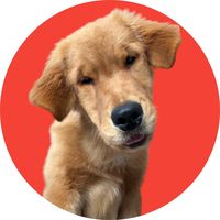 thegolddog_