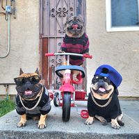 kibblestreetfrenchies