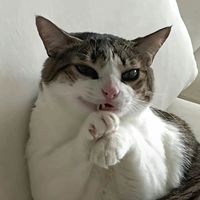 sqwoush