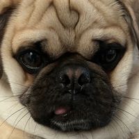 yodathepug2021