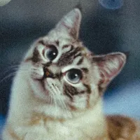 original sound - hedwigmood