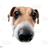 original sound - perros_canciones