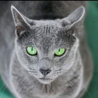 hodowlabluespiritcattery