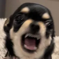 original sound - grouchychi