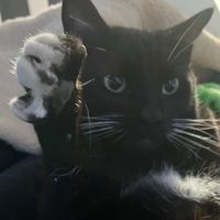 enderman.wcue