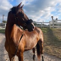 notthebarnblonde