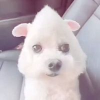 sincereyou