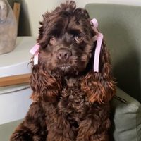 penelopethespaniel