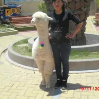 original sound - reynafanny2