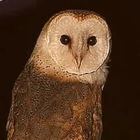 original sound - rottingmarigolds