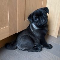 spudthepuggie