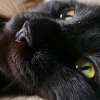 original sound - brucethecat76
