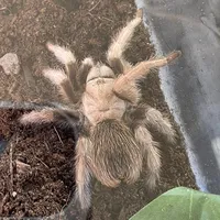 original sound - aileypeace