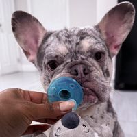 nina_frenchiedog